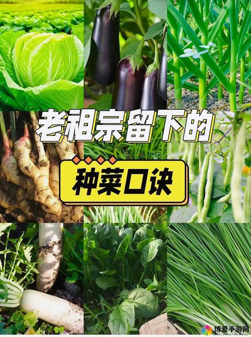 全民农场种菜指南