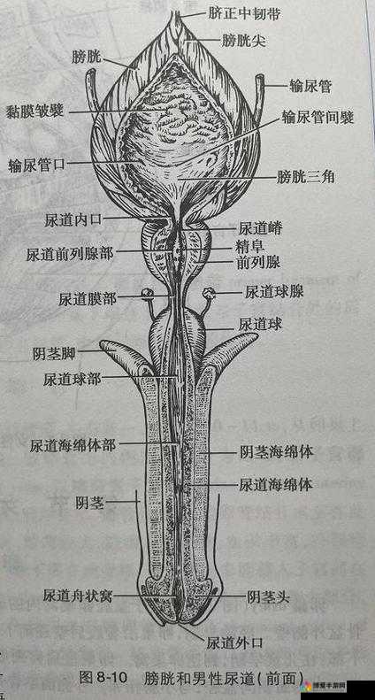 做爱后尿道疼痛小便刺痛如何缓解