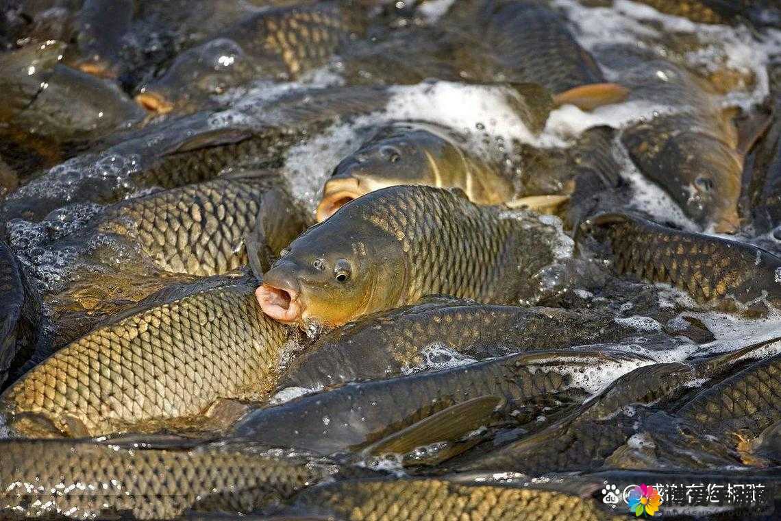 鲤鱼吸水和会夹的区别：你必须知道的秘密